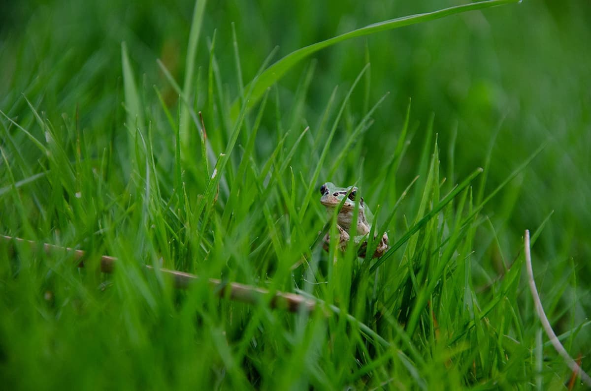 nature_flog.jpg