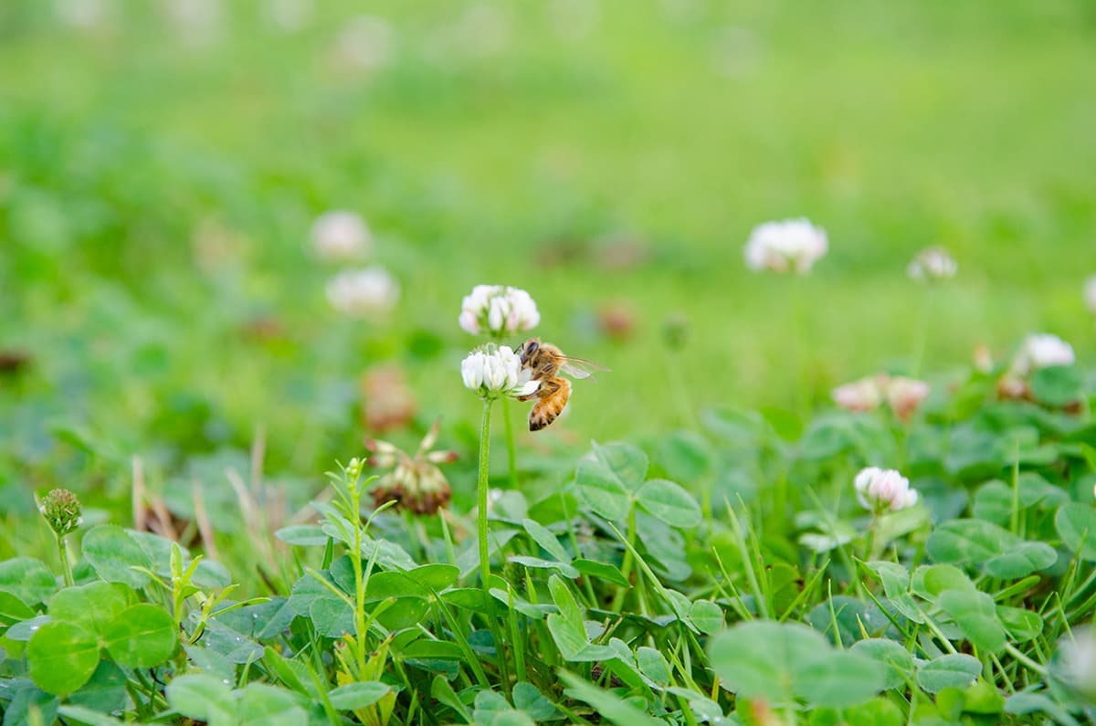 nature_bee.jpg